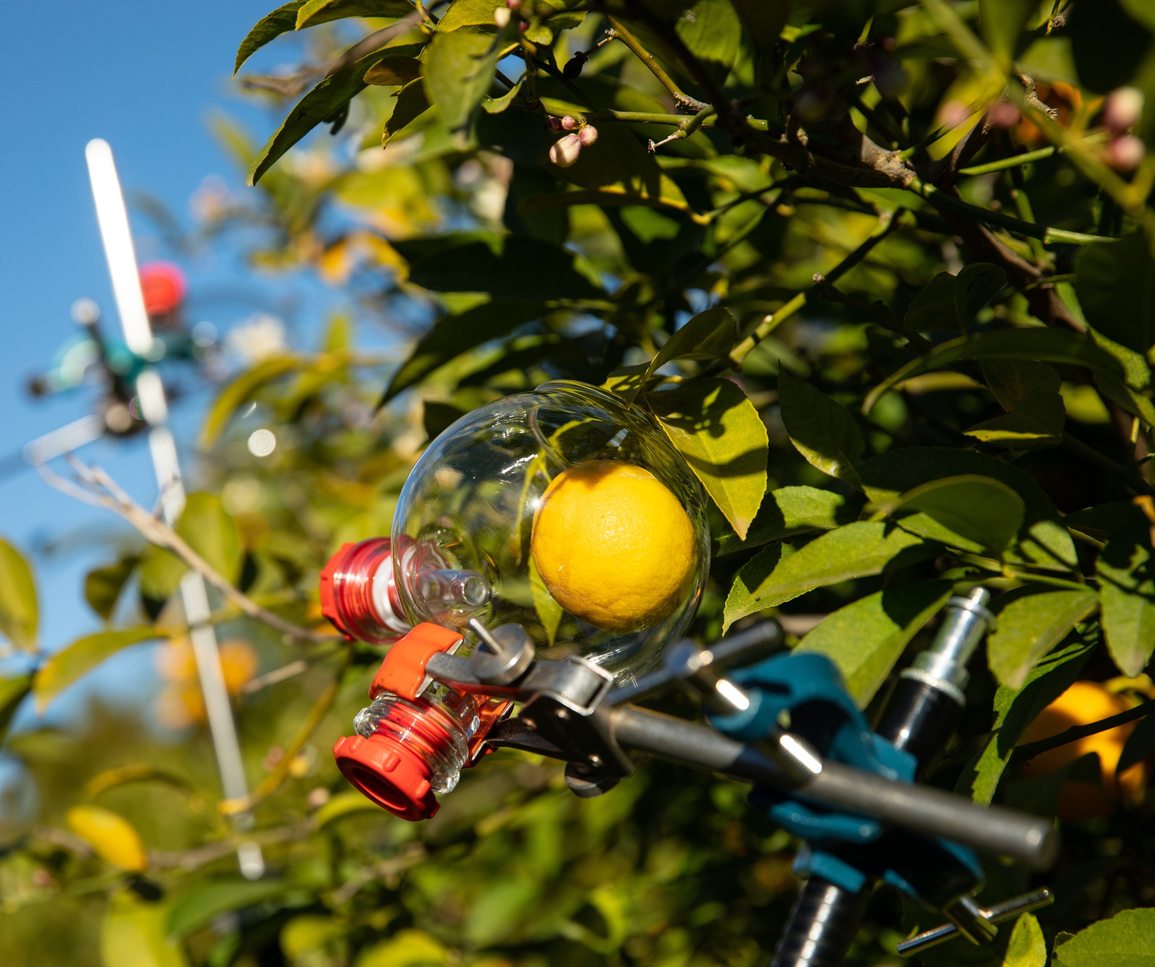 ロクシタンホリデーコレクション第一弾 小さな柑橘の香り