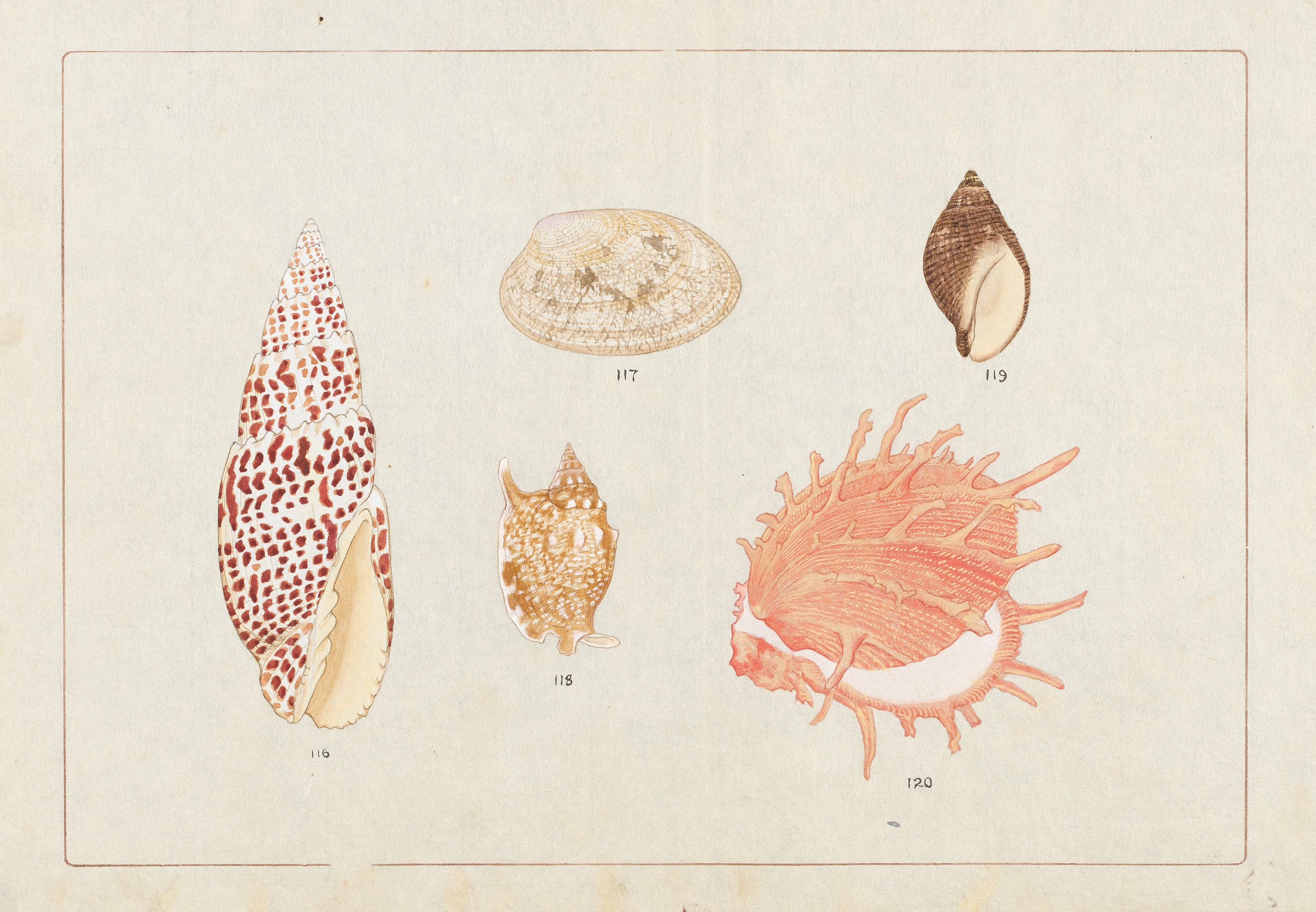 大阪市立自然史博物館 第55回特別展「貝に沼る —日本の貝類学研究300