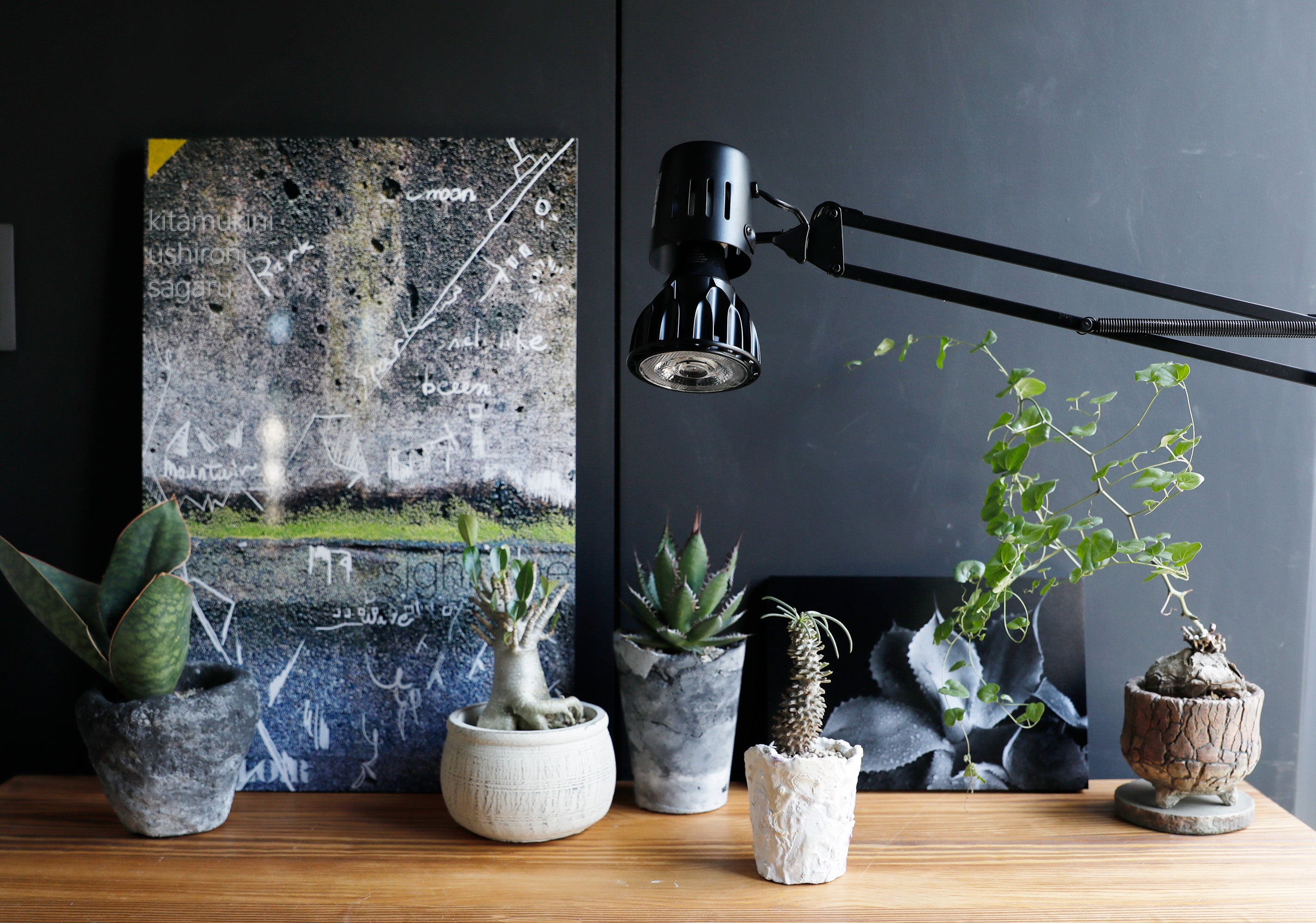 発売から1年6ヶ月で販売数2万個を突破！BRIMの植物育成用LEDライトが