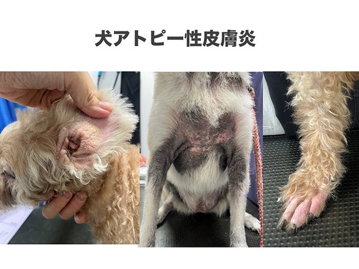 業界初】「犬アトピー性皮膚炎に対するファインバブル洗浄の有用性を