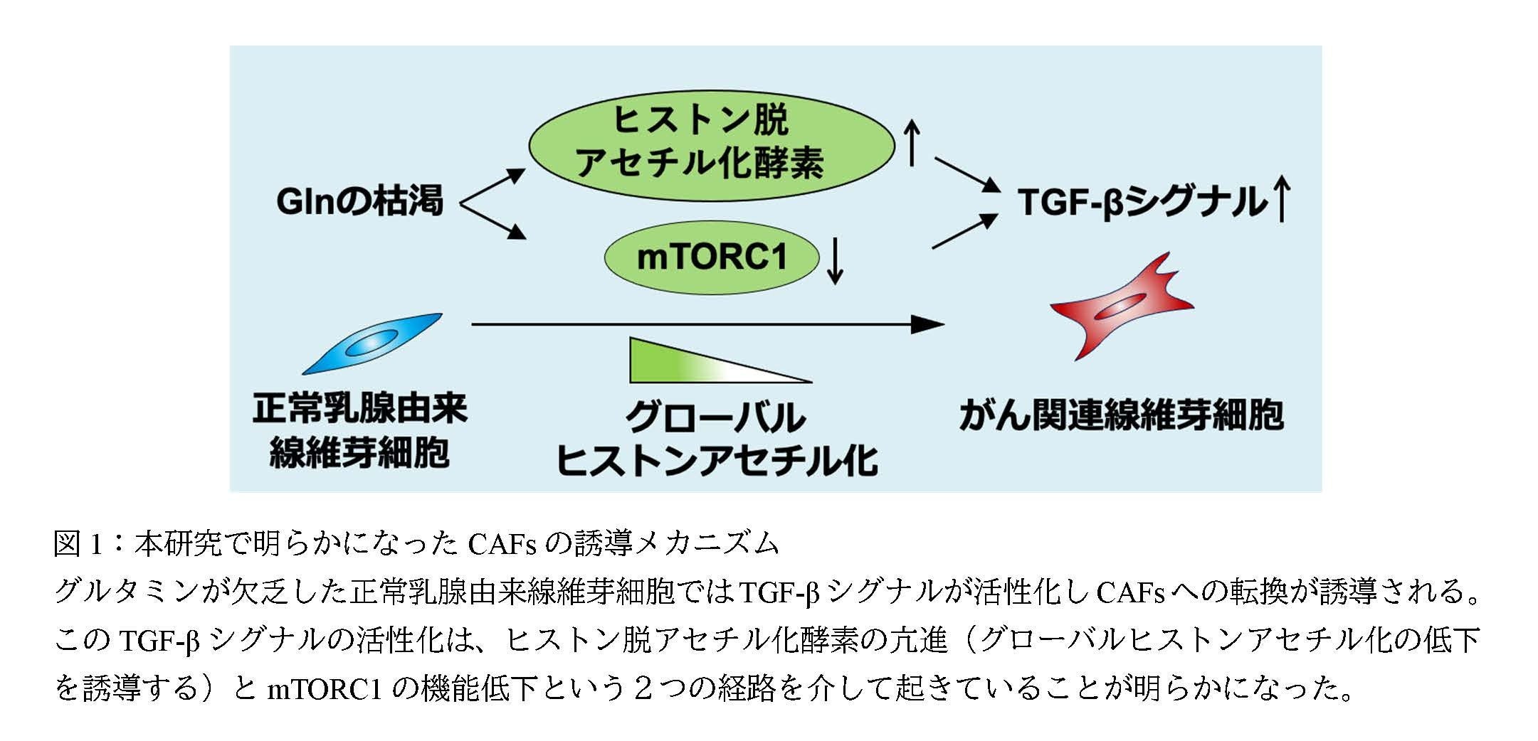 がん関連線維芽細胞の新たな誘導メカニズムを発見 | 学校法人 順天堂の