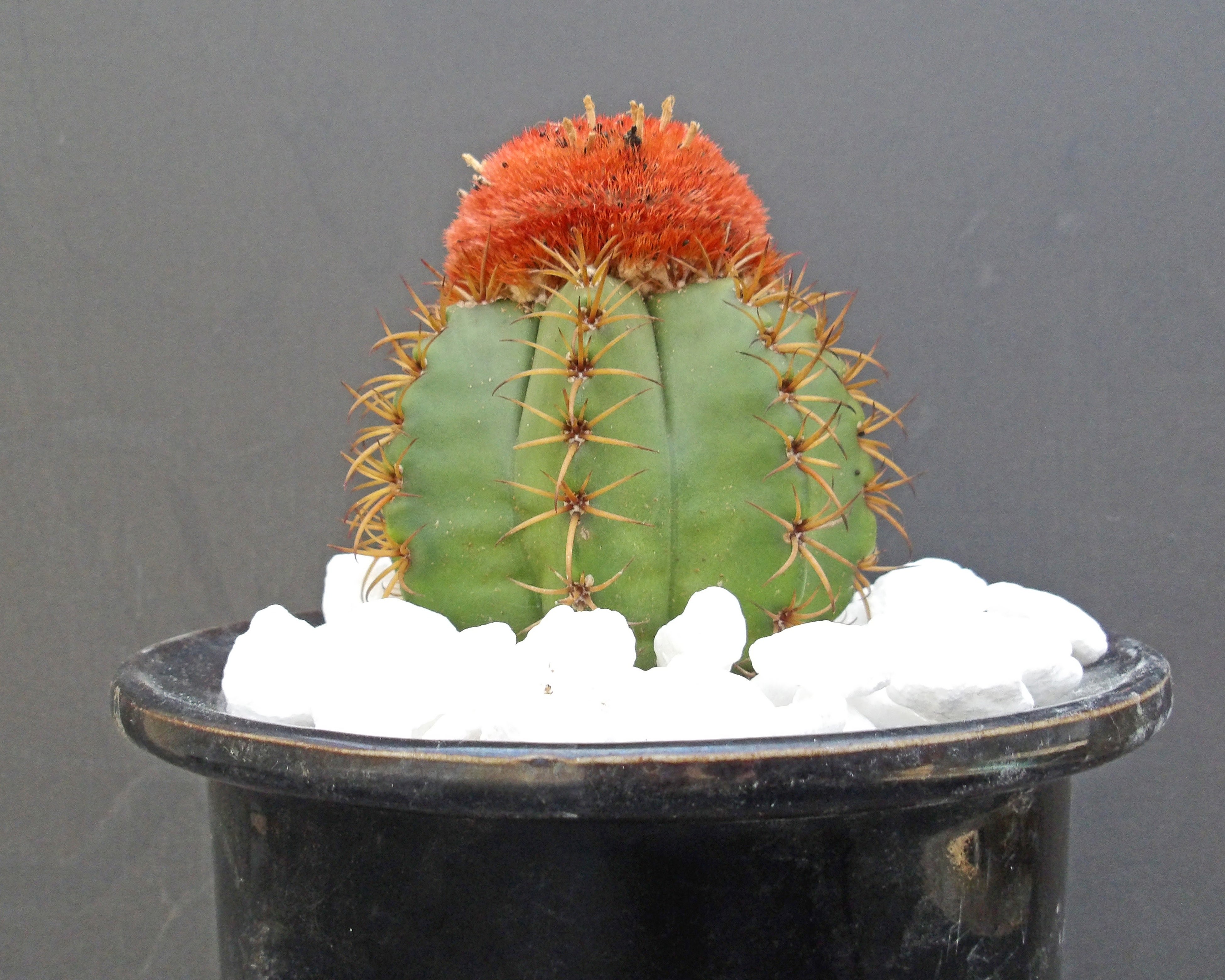 お気に入りのサボテンを選んで投票しよう♪ | トピックス&イベント