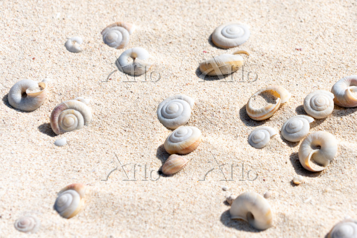 ヒロベソカタマイマイ 陸貝 半化石 ヒロベソカタマイマイ 陸貝 半化石