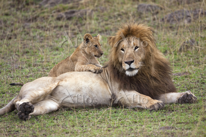 ライオンの親子 [66984289]の写真素材 - アフロ