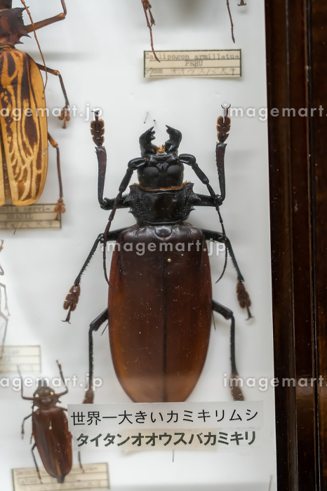 世界最大のカミキリムシ タイタンオオウスバカミキリの写真素材