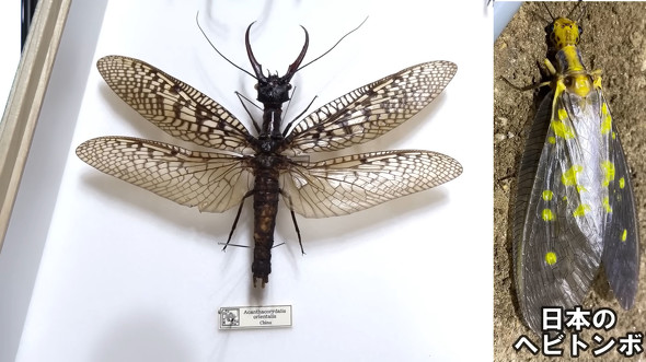 全てが桁違い」 20万円かけて“とんでもない虫”買ってみた 見たことない