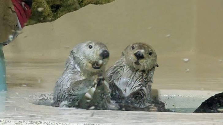 鳥羽水族館でレアなラッコ「メイ＆キラ」に会おう！館内の見どころ