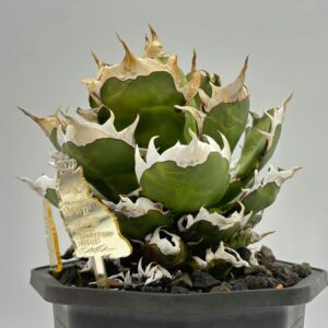 アガベ・チタノタ人気品種図鑑】白鯨からシーザーまで！魅力と特徴を