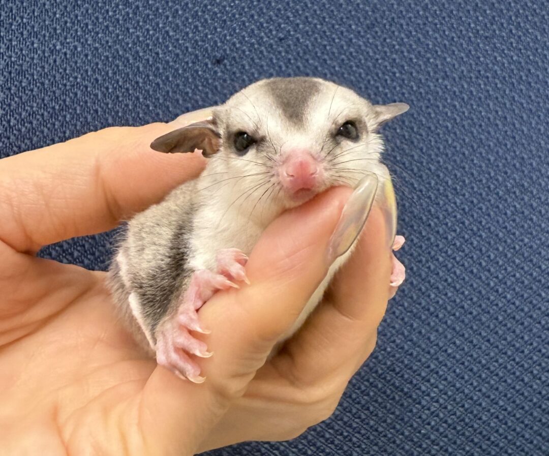 フクロモモンガ | ピュアアニマル