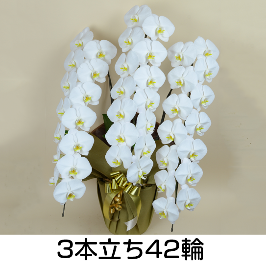 法人様向け贈答用胡蝶蘭販売「蘭贈くん」 / 胡蝶蘭大輪 3本立ち 27輪以上