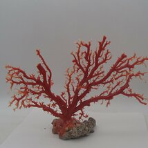 赤珊瑚の原木は今でも超高額買取が実現します！ 福島県のお客様 - 買取