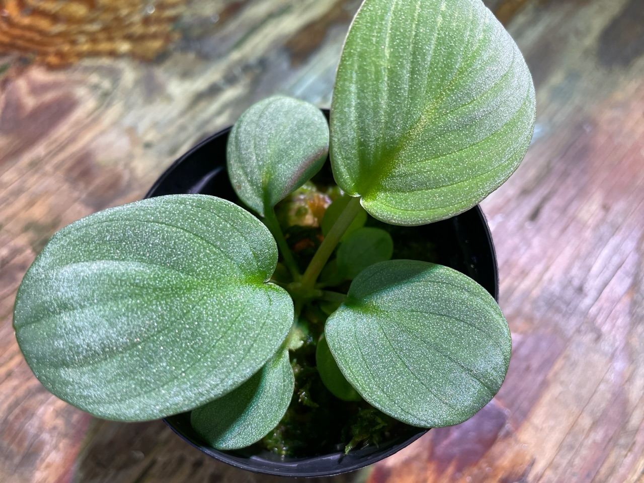 ホマロメナ！！！ | 名古屋のペットショップRemix【リミックス・ペポニ】