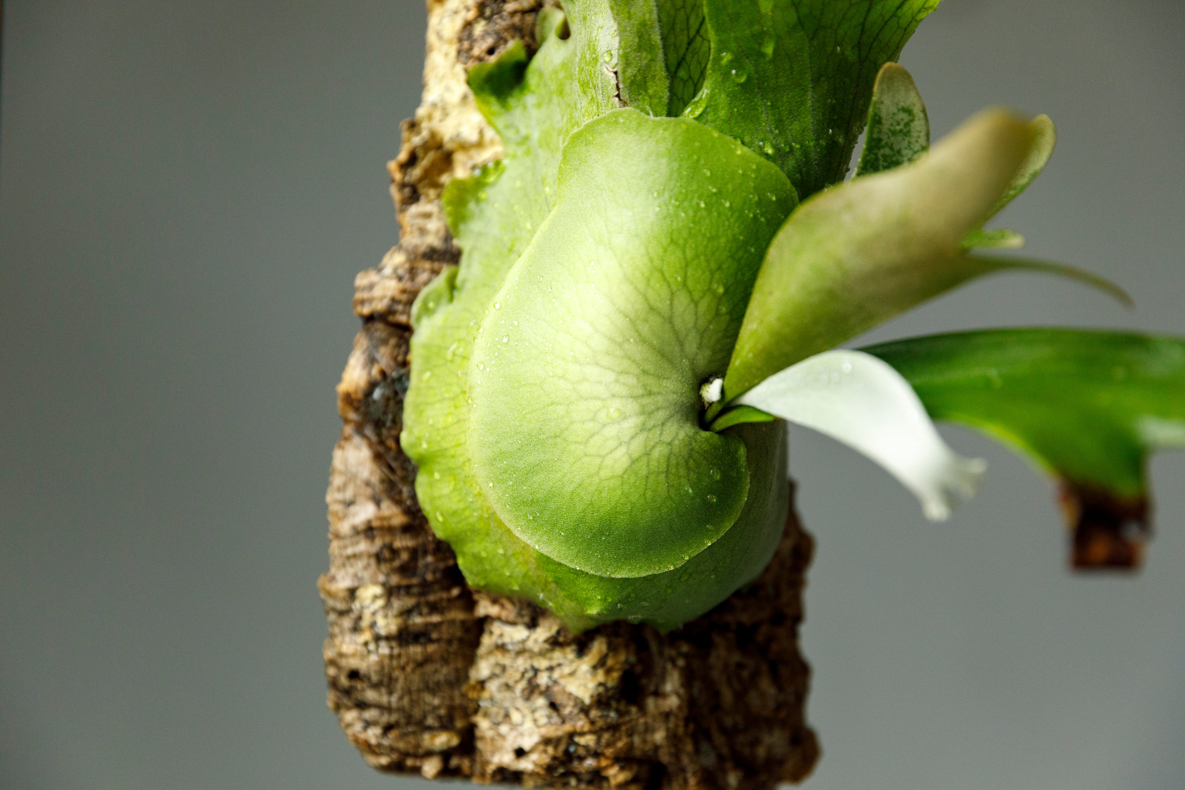 ビカクシダ ウィリンキー リトルエルフ Platycerium willinckii Little