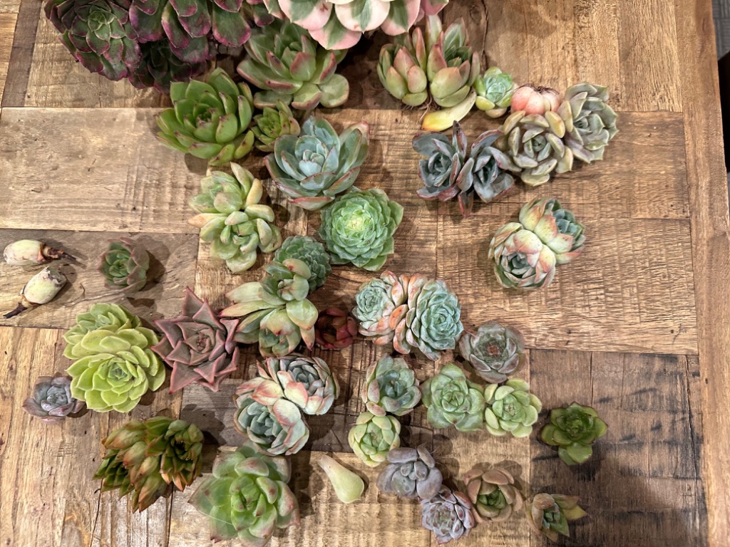 農園直売 多肉植物 宅急便送料無料 エケベリア 寄せ植えセット35個 超