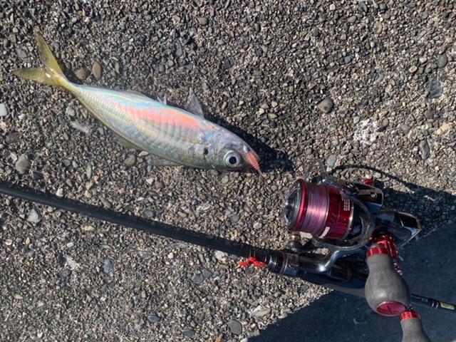 Gamakatsu ラグゼ 宵姫 爽 S73L-solid LUXXE アジングロッド - 最安値