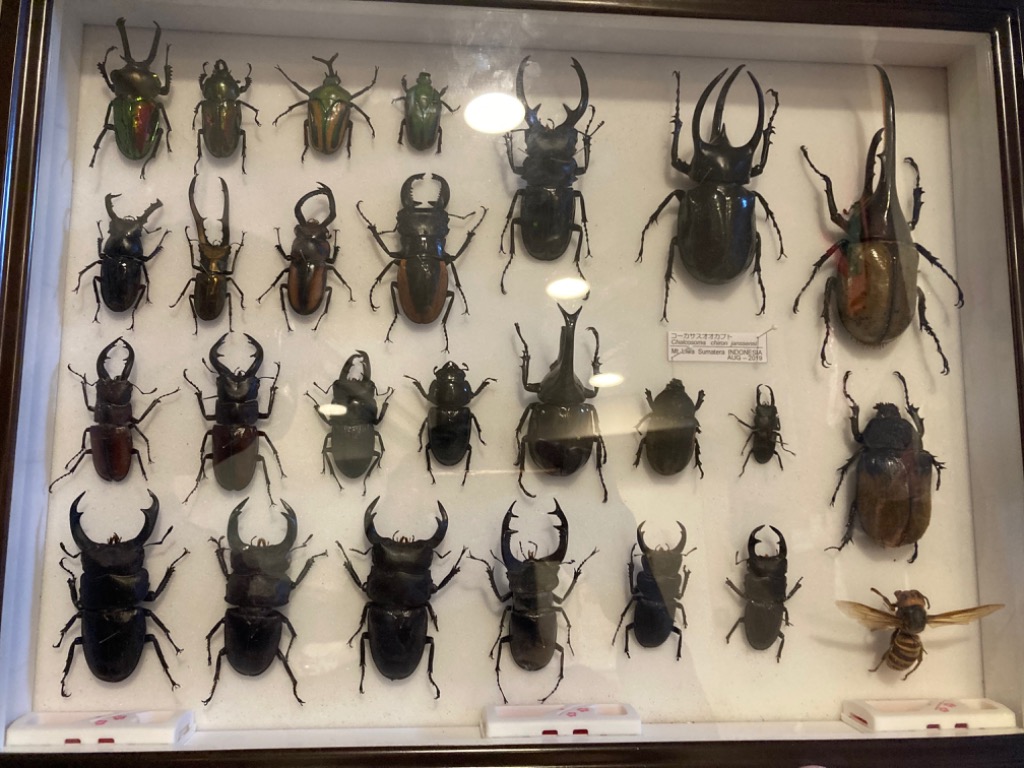 バードウィング製 ドイツ型標本箱 BW中型 （幅42．5×奥行32．5