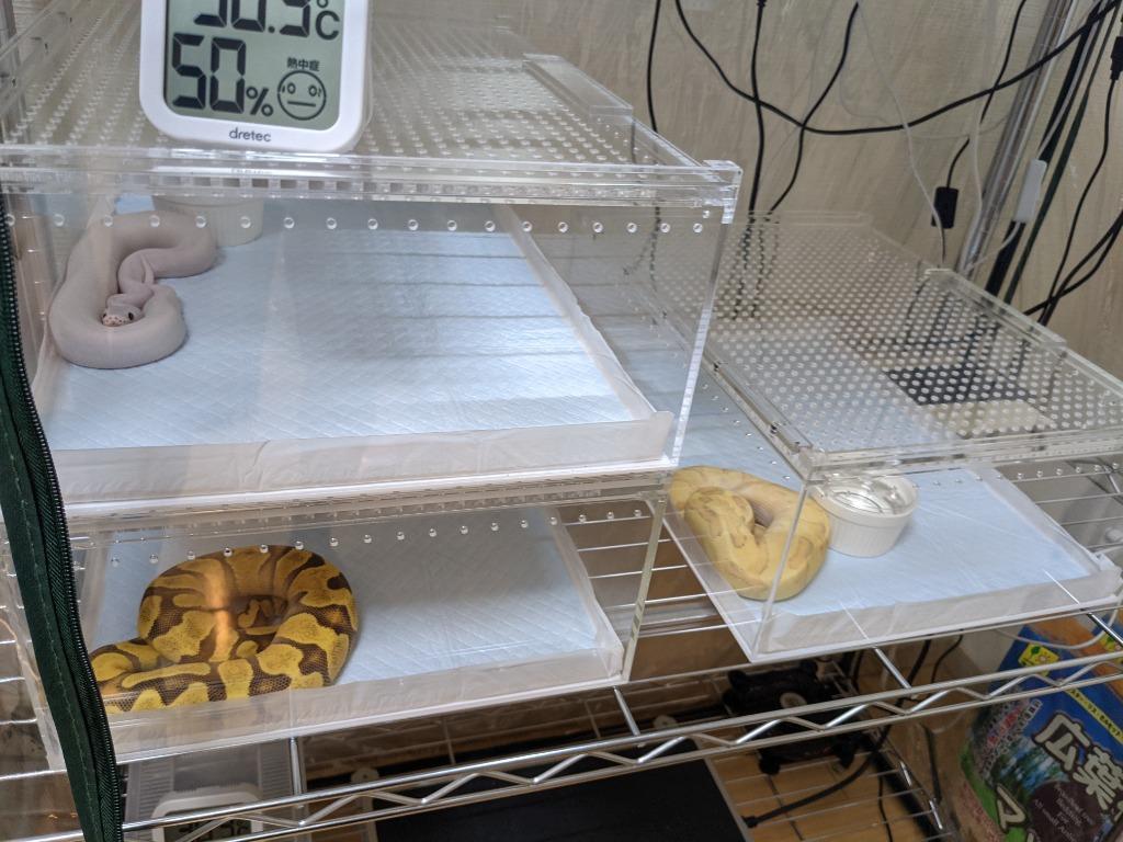 爬虫類ケージ 三晃商会 レプタイルボックス ワイド 爬虫類 ケージの