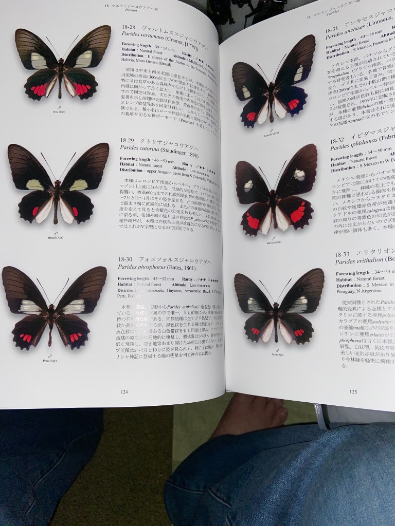 世界のアゲハチョウ図説 : チャーム charm ヤフー店 - 通販 - Yahoo