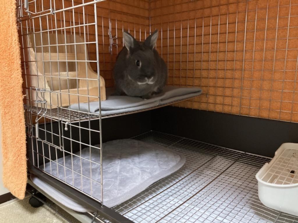 カワイ コンフォート80 STグレード うさぎ ケージ 川井 KAWAI : うさぎ