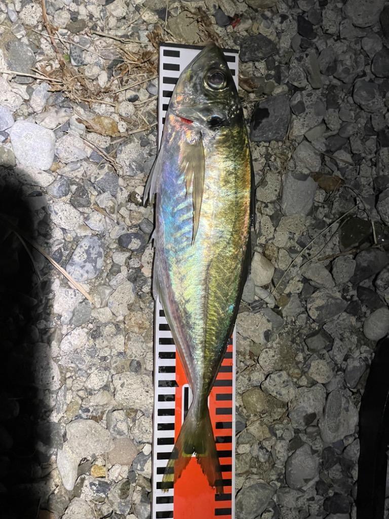 Major Craft（メジャークラフト） 鯵道 5G AD5-S832FC/AJI 釣竿 送料