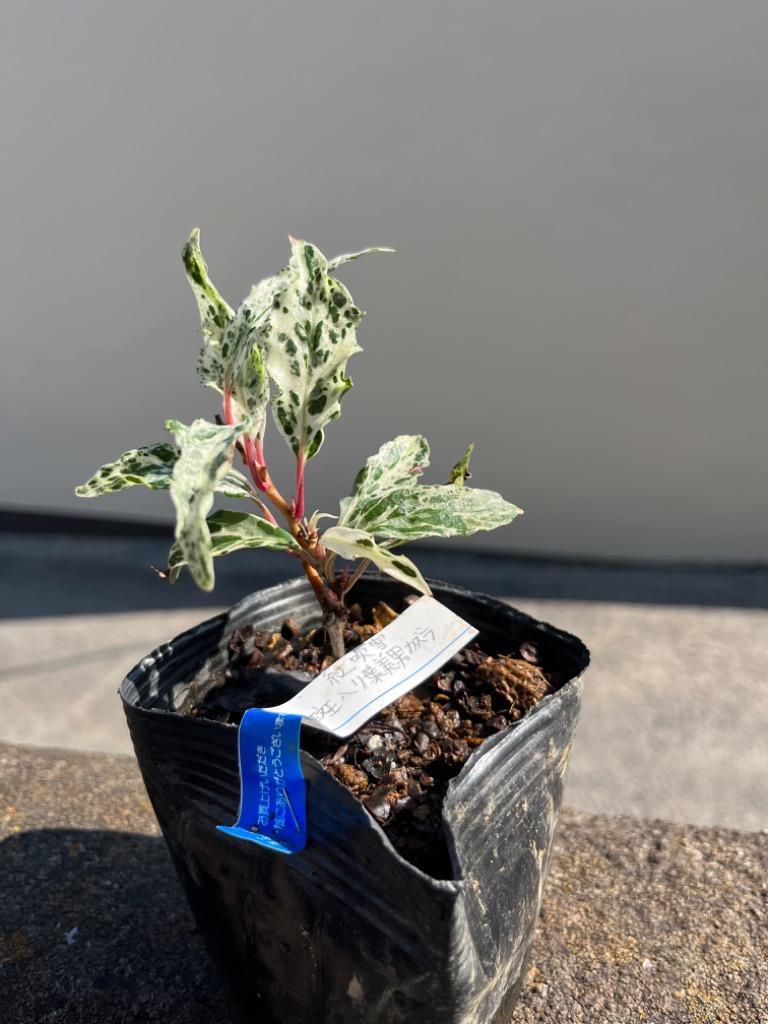 斑入り葉美男カズラ（紅吹雪）ビナンカズラ 苗 苗木 : 日本花卉