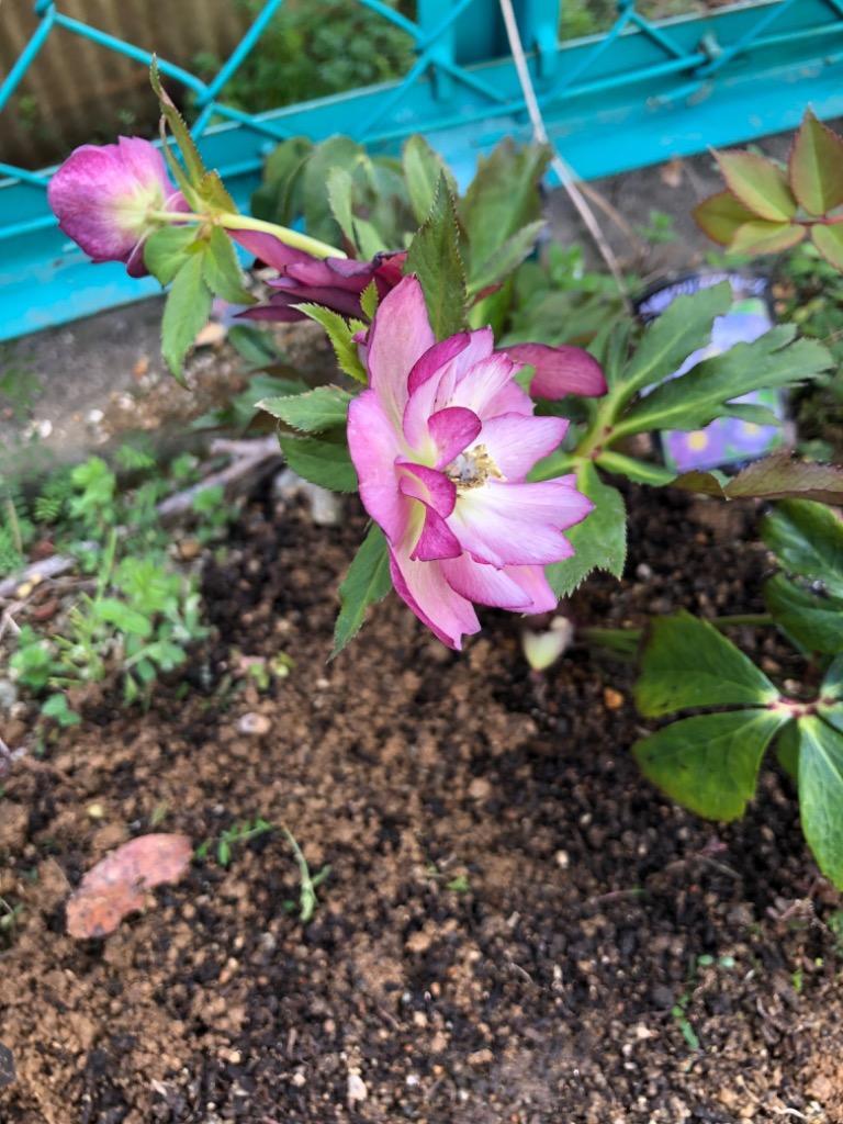 八重咲き クリスマスローズ 【選べる花色】（ オリエンタリス