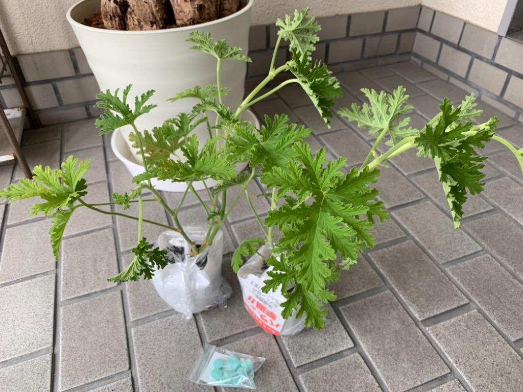 ローズゼラニューム 2個セット 10.5cmポット苗（ハーブゼラニウム