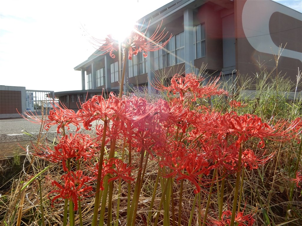 画質は良好ですが、ハングアップの問題が。』 ニコン COOLPIX A900