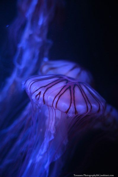 ニコン AI AF-S Zoom Nikkor ED 28-70mm F2.8D(IF) (ライトグレー)で