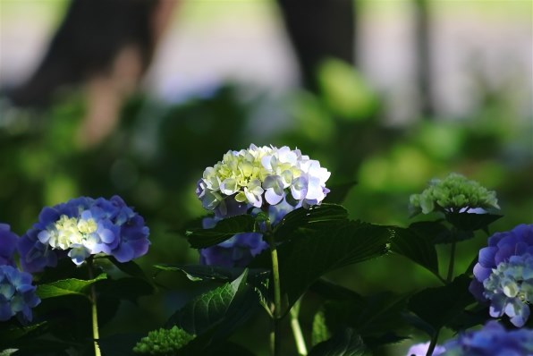 CANON EF75-300mm F4-5.6 III USMで撮影された写真 - 価格.com