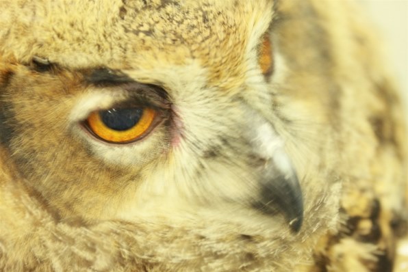 CANON EF-S60mm F2.8 マクロ USM レビュー評価・評判 - 価格.com