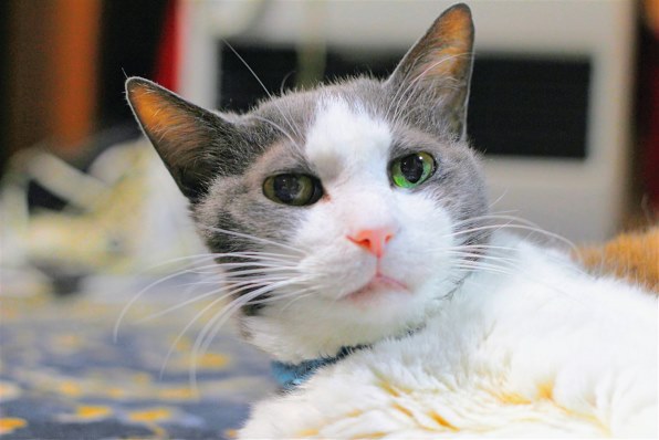 CANON EOS Kiss X6i ボディ レビュー評価・評判 - 価格.com