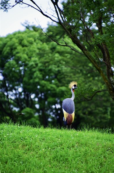 ペンタックス smc PENTAX-DA☆ 50-135mmF2.8ED[IF] SDM投稿画像・動画