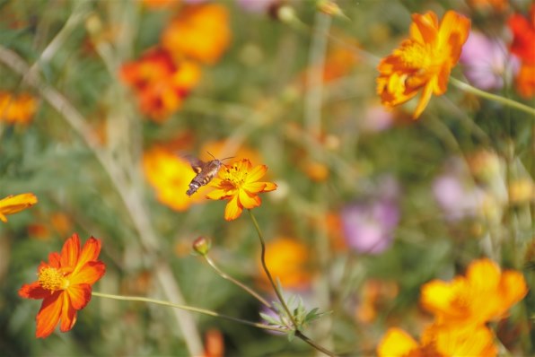 TAMRON 18-270mm F/3.5-6.3 Di II VC PZD (Model B008) [キヤノン用