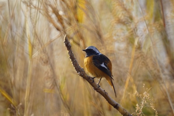 コニカ ミノルタ AFレフレックス500mmF8 価格比較 - 価格.com