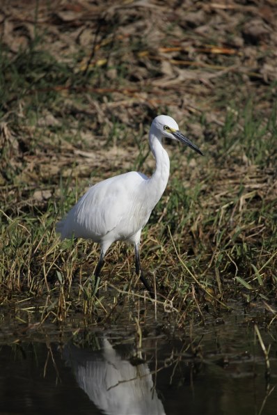 CANON EF-S55-250mm F4-5.6 IS STMで撮影された写真 (レビュー) - 価格.com