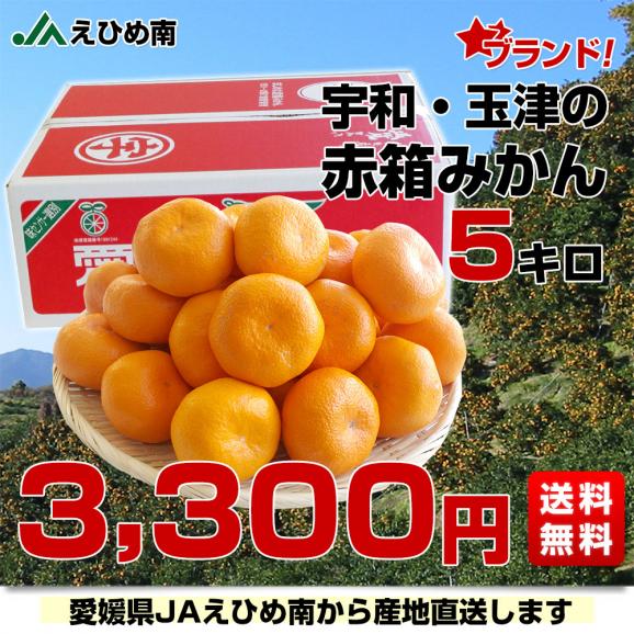愛媛県より産地直送 JAえひめ南 玉津共選場 玉津の赤箱みかん 大玉 2L