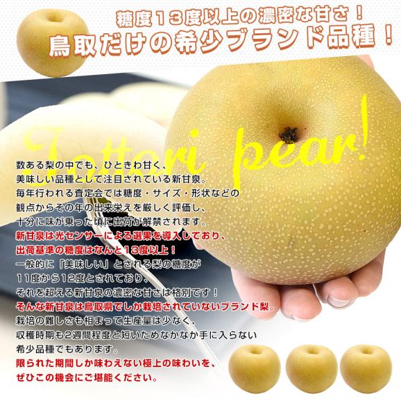 鳥取県産 JA全農鳥取 新甘泉梨 約1.8キロ（5玉から6玉入り）送料無料