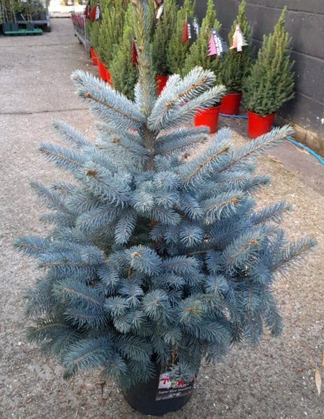 Pot Grown Christmas Tree - BLUE SPRUCE - 60 - 80cm high including