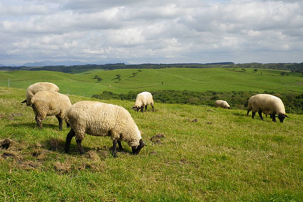 牧草地を抜けて地平線を満喫するドライブコース｜秀逸な道から、秀逸な