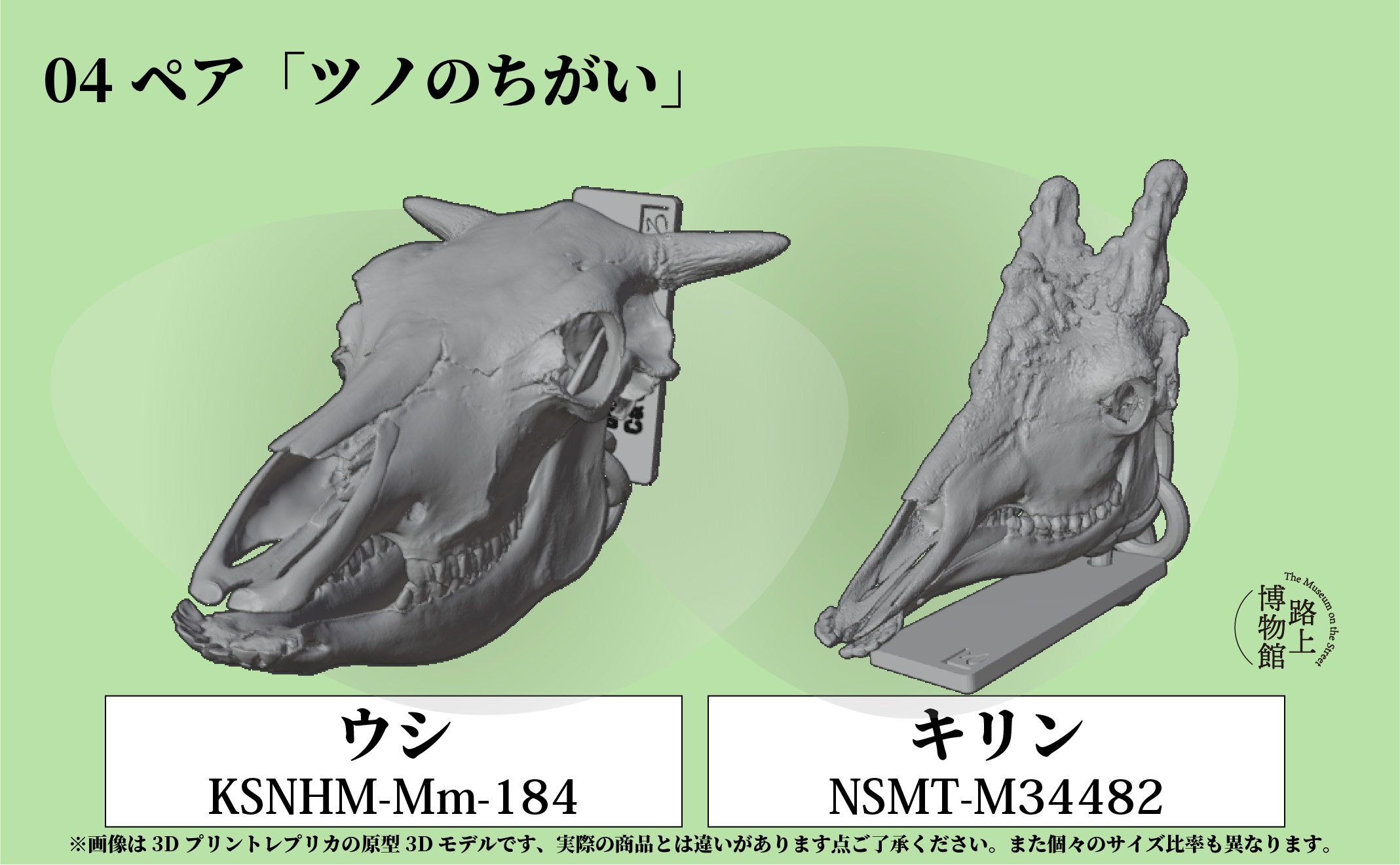 比べて楽しい骨格標本！ツノの違い（ウシ・キリン）情報 | 一般社団