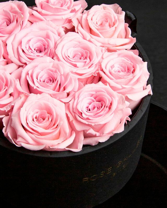 カムアップローゼス(S-N11) | ローズギャラリー銀座 オンラインショップ