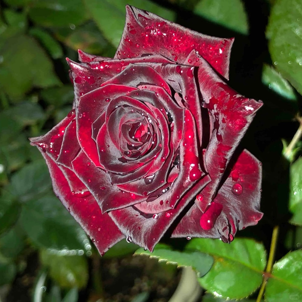 Black Baccara Rose – Near-Black Hybrid Tea Rose | RoseExplosion