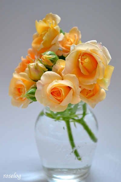 バラ ラドルチェヴィータ デルバール 剪定 開花の記録 2017 - roselog