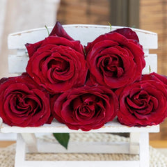 RP Black Pearl Rose – Rosesplant