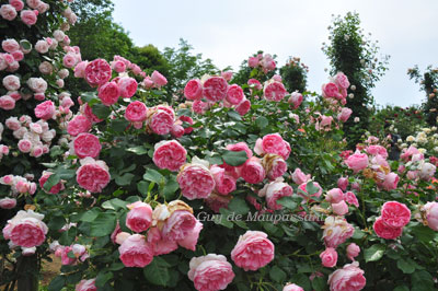 ギィ ドゥ モーパッサン | バラ図鑑
