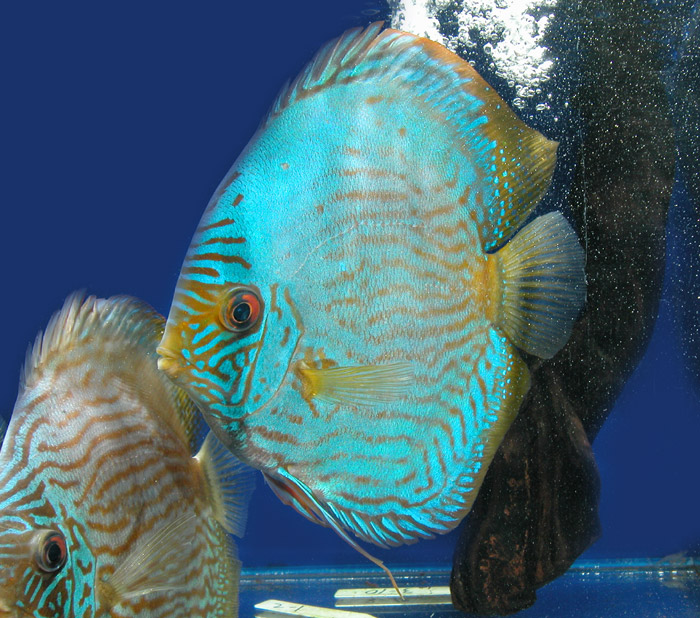 ディスカス Discus【レヨンベールアクア】