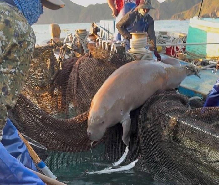 動画】台湾の漁網にジュゴン 沖縄の個体か 「生きたまま」捕獲は94年ぶり