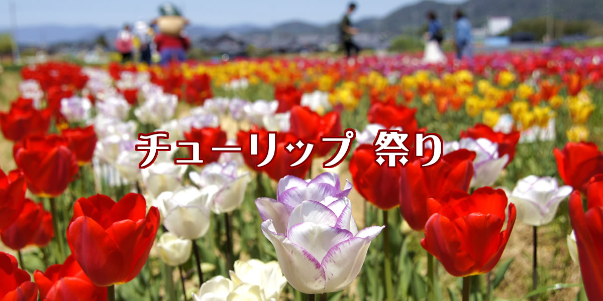 img_tulip_matsuri-1.jpg