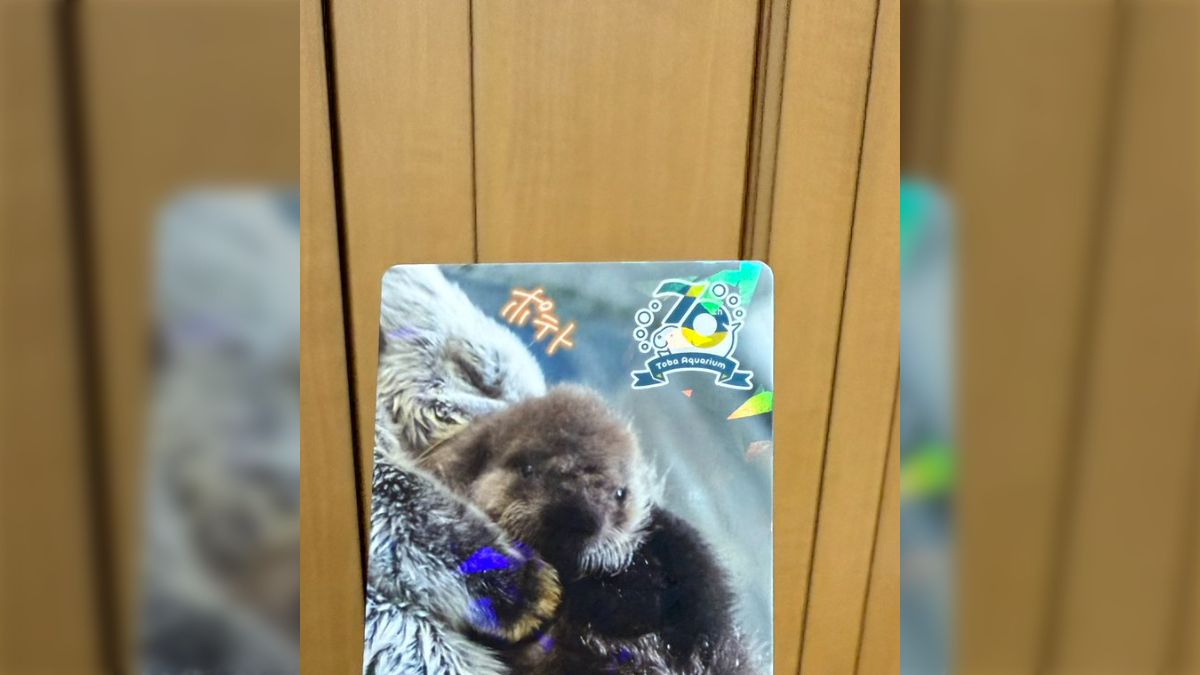鳥羽水族館のコレクションカード、レアカードの裏面が尊くてもう